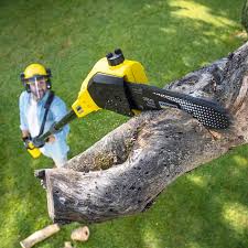 Best Firewood Processing and Delivery  in Mcgregor, FL