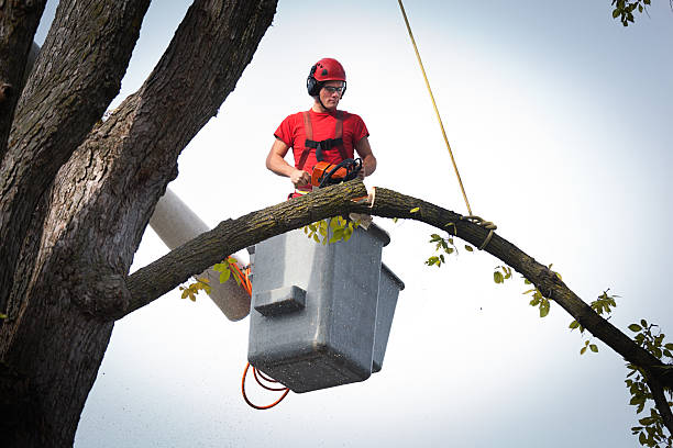 Mcgregor, FL Tree Removal Company