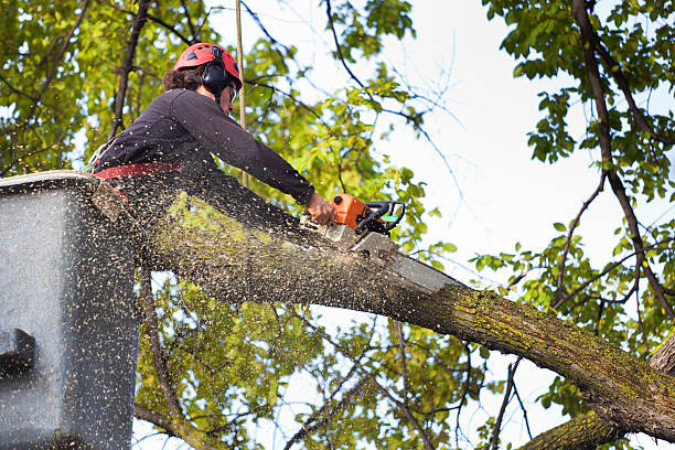 Best Tree Trimming and Pruning  in Mcgregor, FL